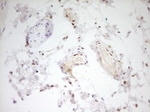 FOS Antibody in Immunohistochemistry (Paraffin) (IHC (P))