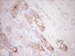 FOS Antibody in Immunohistochemistry (Paraffin) (IHC (P))