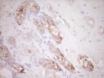 FOS Antibody in Immunohistochemistry (Paraffin) (IHC (P))