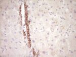 FOS Antibody in Immunohistochemistry (Paraffin) (IHC (P))