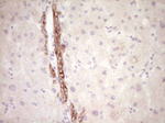 FOS Antibody in Immunohistochemistry (Paraffin) (IHC (P))