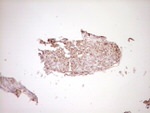FOS Antibody in Immunohistochemistry (Paraffin) (IHC (P))