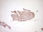 FOS Antibody in Immunohistochemistry (Paraffin) (IHC (P))