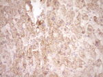 FOS Antibody in Immunohistochemistry (Paraffin) (IHC (P))