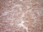 FOS Antibody in Immunohistochemistry (Paraffin) (IHC (P))