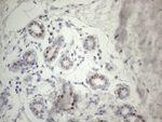 FOS Antibody in Immunohistochemistry (Paraffin) (IHC (P))