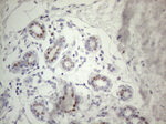 FOS Antibody in Immunohistochemistry (Paraffin) (IHC (P))
