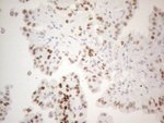 FOS Antibody in Immunohistochemistry (Paraffin) (IHC (P))