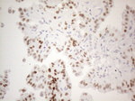 FOS Antibody in Immunohistochemistry (Paraffin) (IHC (P))