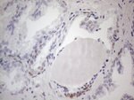 FOS Antibody in Immunohistochemistry (Paraffin) (IHC (P))