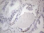 FOS Antibody in Immunohistochemistry (Paraffin) (IHC (P))