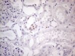 FOS Antibody in Immunohistochemistry (Paraffin) (IHC (P))