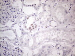 FOS Antibody in Immunohistochemistry (Paraffin) (IHC (P))