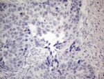FOS Antibody in Immunohistochemistry (Paraffin) (IHC (P))