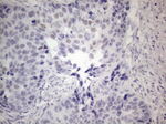 FOS Antibody in Immunohistochemistry (Paraffin) (IHC (P))