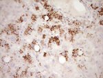 FOS Antibody in Immunohistochemistry (Paraffin) (IHC (P))