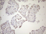 FOS Antibody in Immunohistochemistry (Paraffin) (IHC (P))