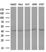 FOS Antibody in Western Blot (WB)