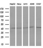 FOS Antibody in Western Blot (WB)