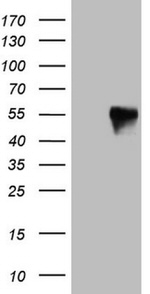 FOS Antibody in Western Blot (WB)