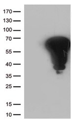 FOS Antibody in Western Blot (WB)