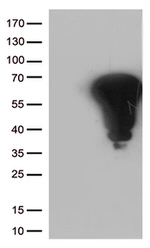 FOS Antibody in Western Blot (WB)