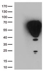 FOS Antibody in Western Blot (WB)