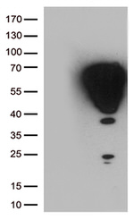 FOS Antibody in Western Blot (WB)