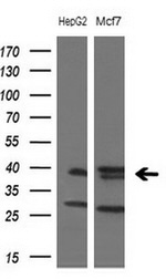 FOS Antibody in Western Blot (WB)