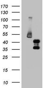 FOSB Antibody in Western Blot (WB)