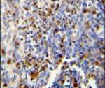 Fra2 Antibody in Immunohistochemistry (IHC)