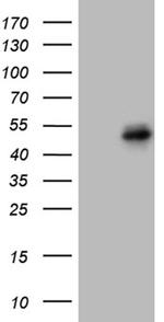 FOSL2 Antibody in Western Blot (WB)