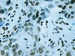 FOXA2 Antibody in Immunohistochemistry (Paraffin) (IHC (P))