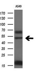 FOXA2 Antibody in Western Blot (WB)