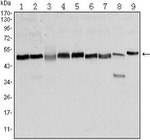 FOXD3 Antibody in Western Blot (WB)