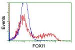 FOXI1 Antibody in Flow Cytometry (Flow)