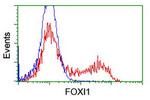 FOXI1 Antibody in Flow Cytometry (Flow)