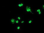 FOXI1 Antibody in Immunocytochemistry (ICC/IF)