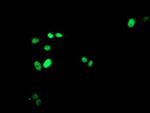 FOXI1 Antibody in Immunocytochemistry (ICC/IF)