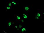 FOXI1 Antibody in Immunocytochemistry (ICC/IF)