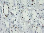 FOXI1 Antibody in Immunohistochemistry (Paraffin) (IHC (P))