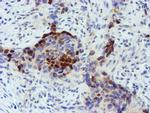 FOXI1 Antibody in Immunohistochemistry (Paraffin) (IHC (P))