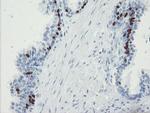 FOXI1 Antibody in Immunohistochemistry (Paraffin) (IHC (P))
