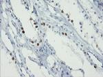 FOXI1 Antibody in Immunohistochemistry (Paraffin) (IHC (P))