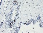 FOXI1 Antibody in Immunohistochemistry (Paraffin) (IHC (P))
