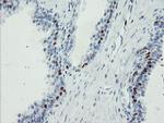 FOXI1 Antibody in Immunohistochemistry (Paraffin) (IHC (P))