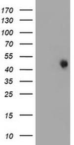 FOXI1 Antibody in Western Blot (WB)