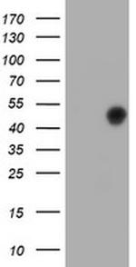FOXI1 Antibody in Western Blot (WB)