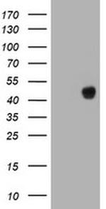 FOXI1 Antibody in Western Blot (WB)