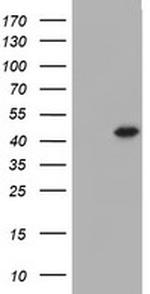 FOXI1 Antibody in Western Blot (WB)